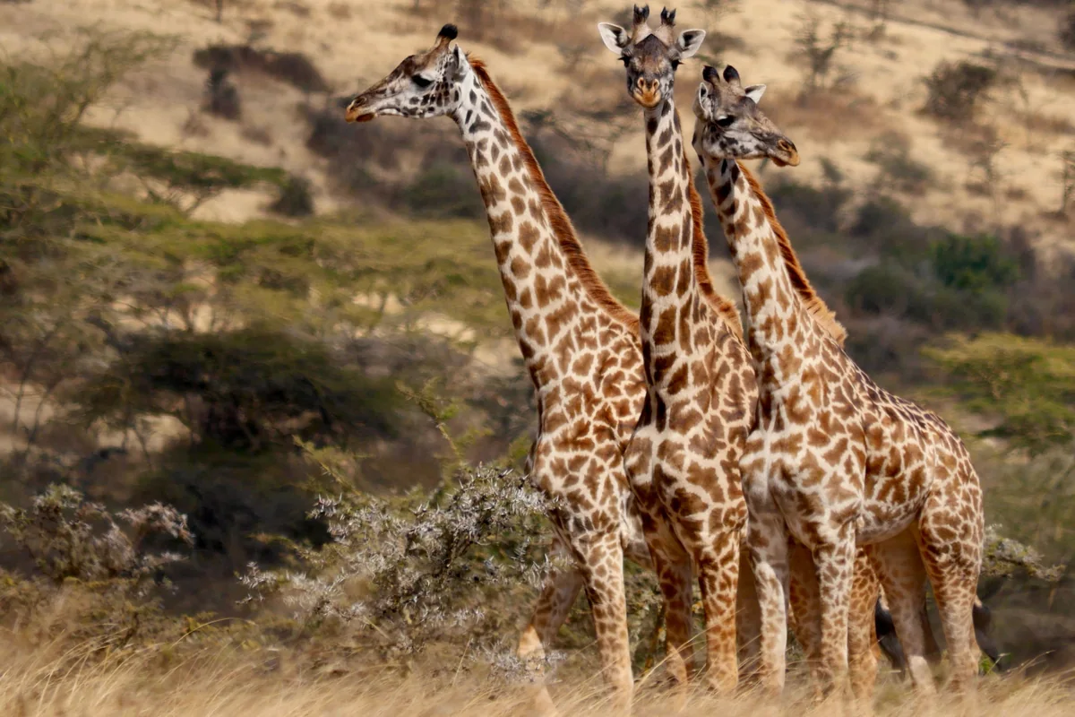 Giraffe walking through woodland in Lake Manyara, Tanzania