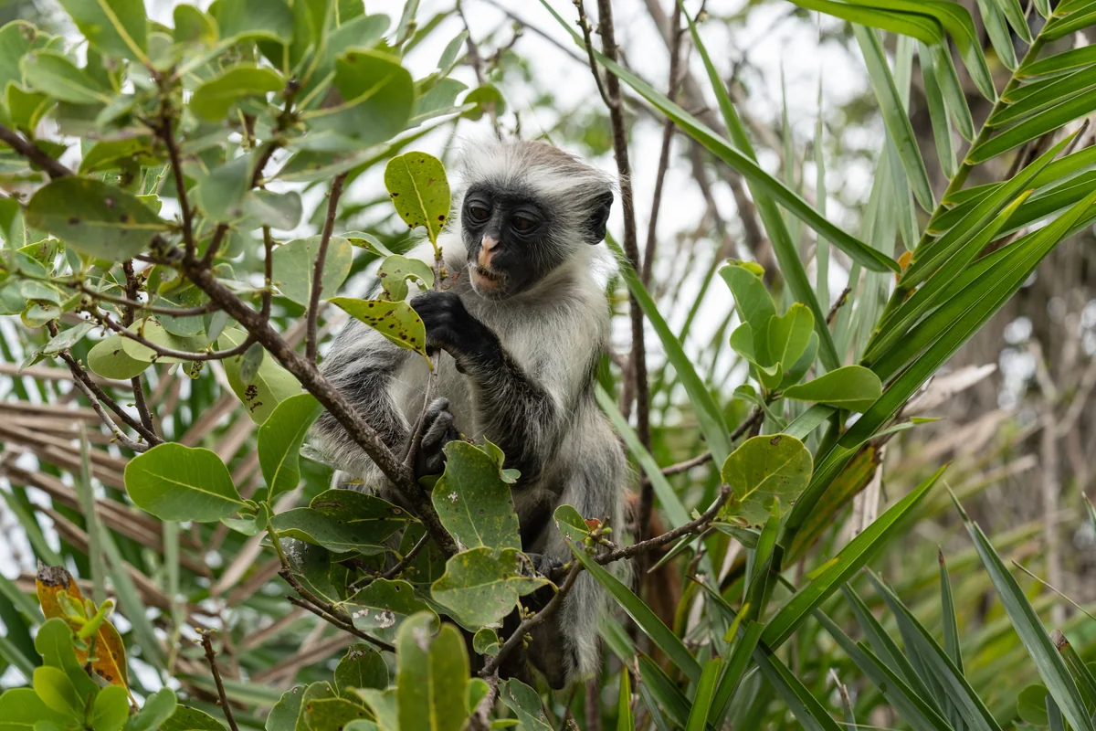 Colobus monkey montane forest in Arusha National Park, Tanzania