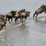 Wildebeest river crossing in Northern Serengeti, Tanzania