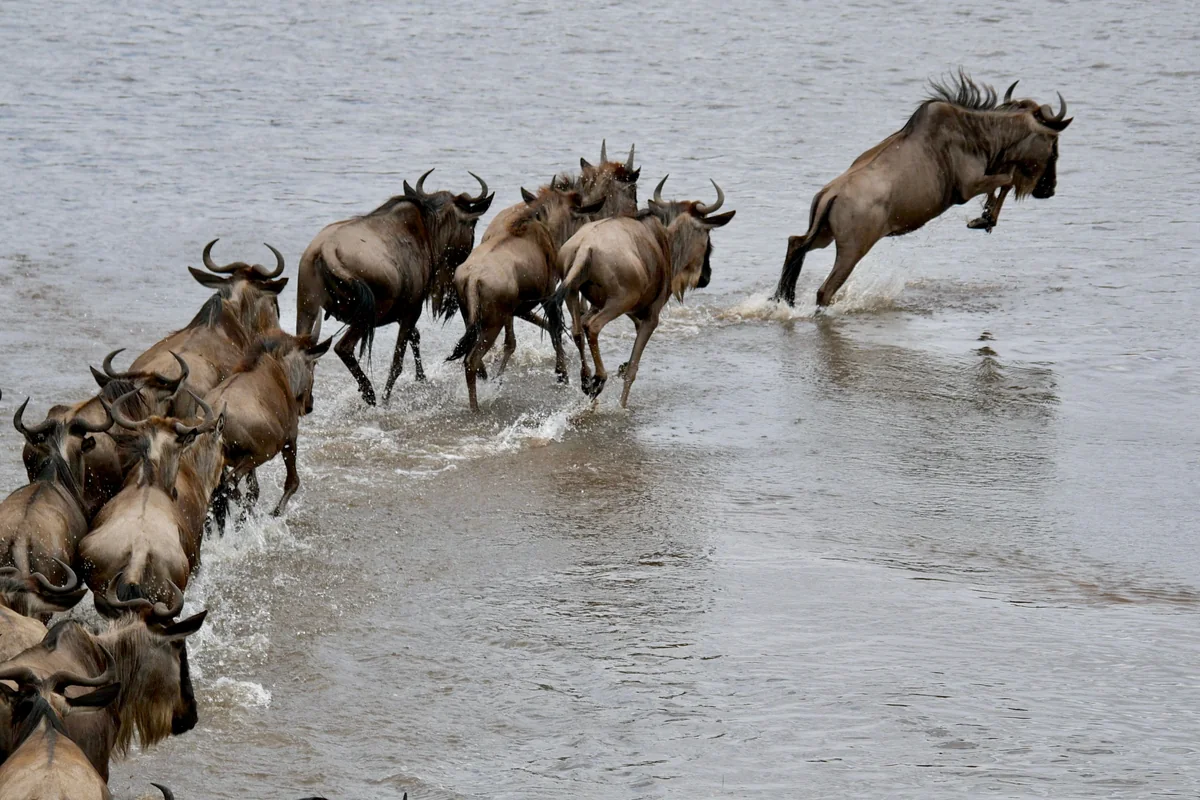 Wildebeest leaping into a river during a migration crossing