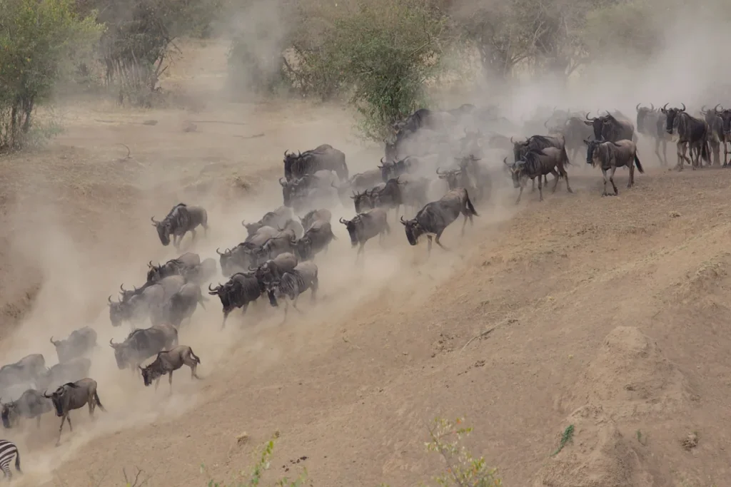 Wildebeest migration in Serengeti, Tanzania