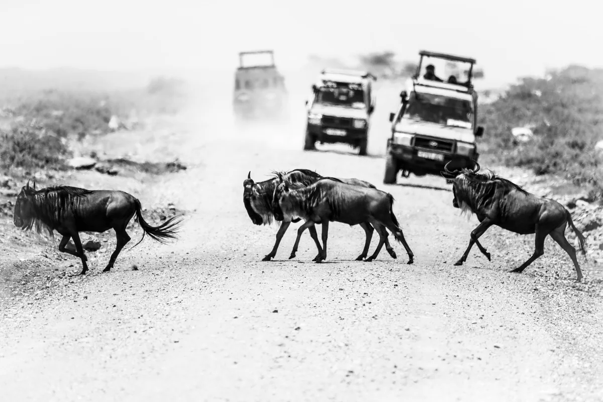 Wildebeest migration in Serengeti, Tanzania