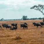 Wildebeest migration in Serengeti, Tanzania