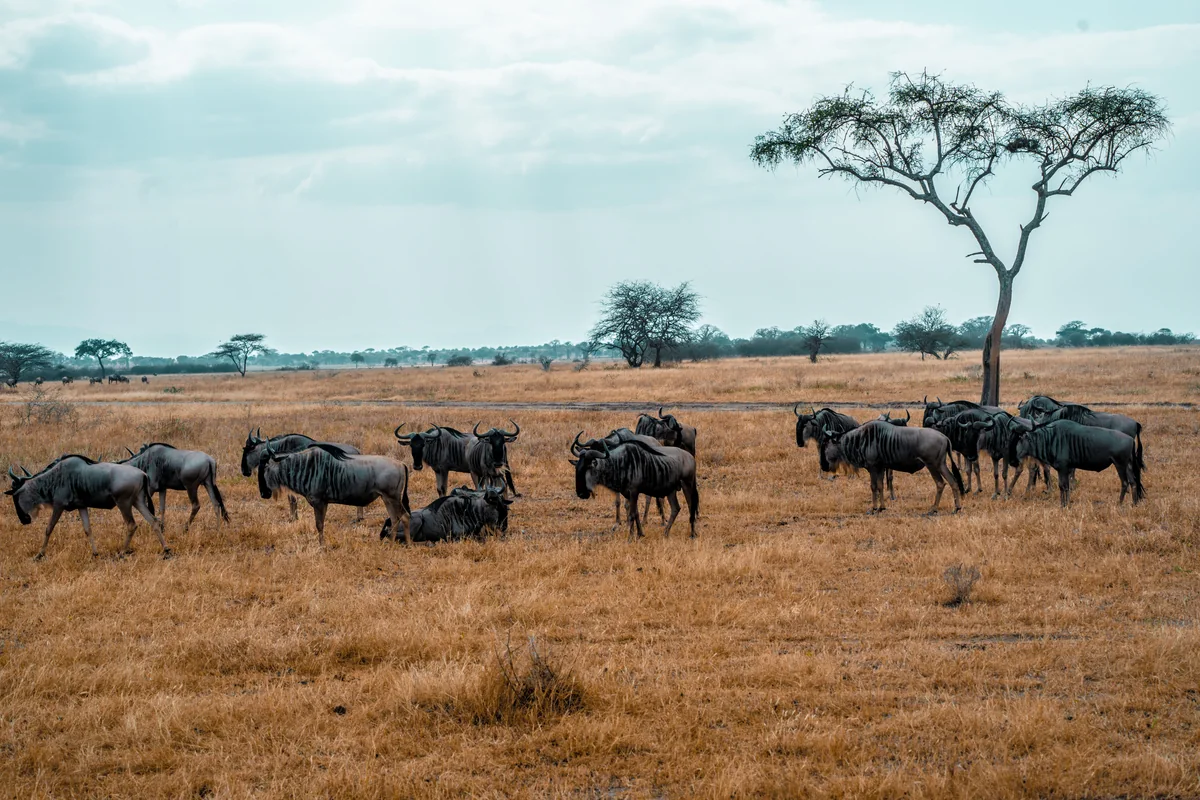 Wildebeest herd on open grassland beside an acacia tree