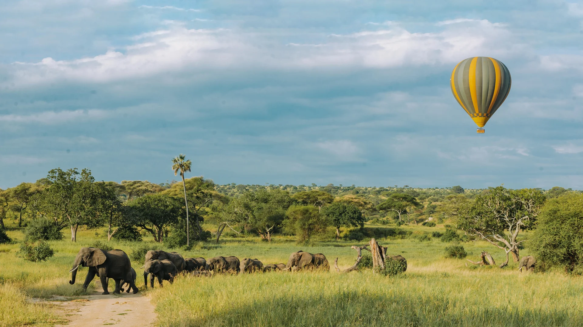 Elephant herd among baobabs in Tarangire, Tanzania