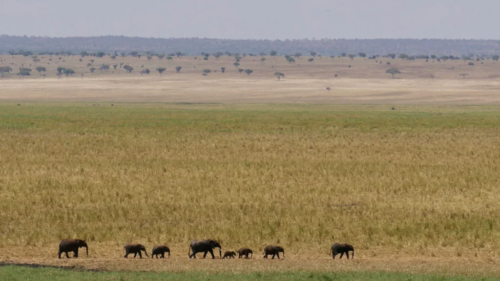 Elephant herd among baobabs in Tarangire, Tanzania