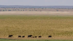 Elephant herd among baobabs in Tarangire, Tanzania
