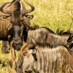 Wildebeest calving season in Ndutu, Tanzania
