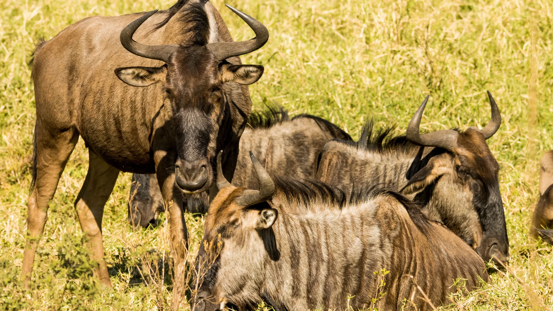 Close-up of a group of wildebeest resting together in grass