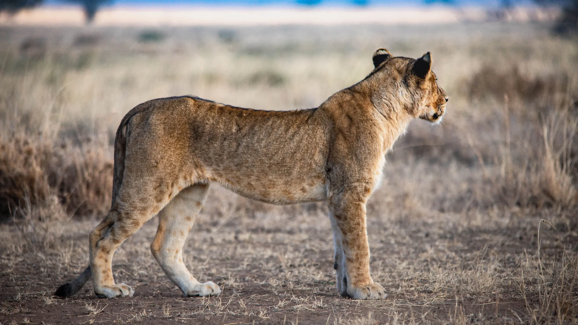 Lion golden hour portrait in Serengeti, Tanzania