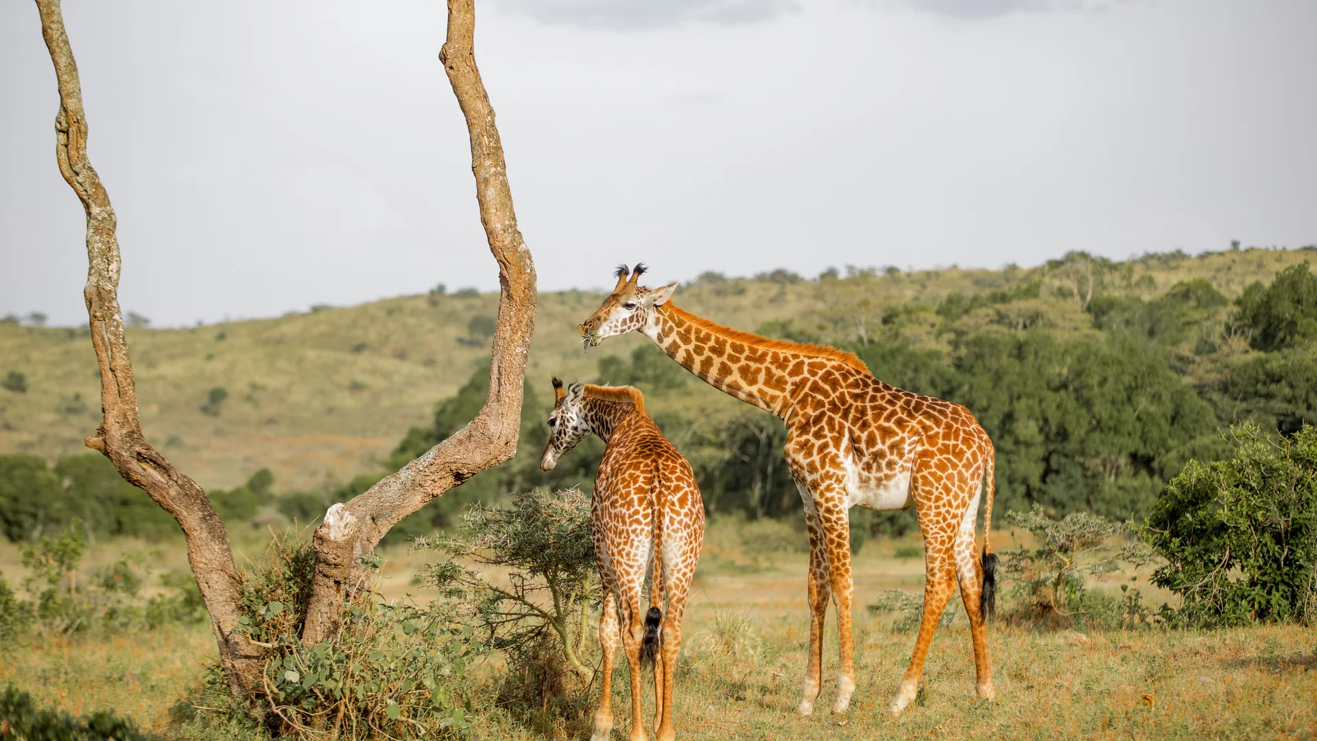 Giraffe family safari in Tarangire, Tanzania