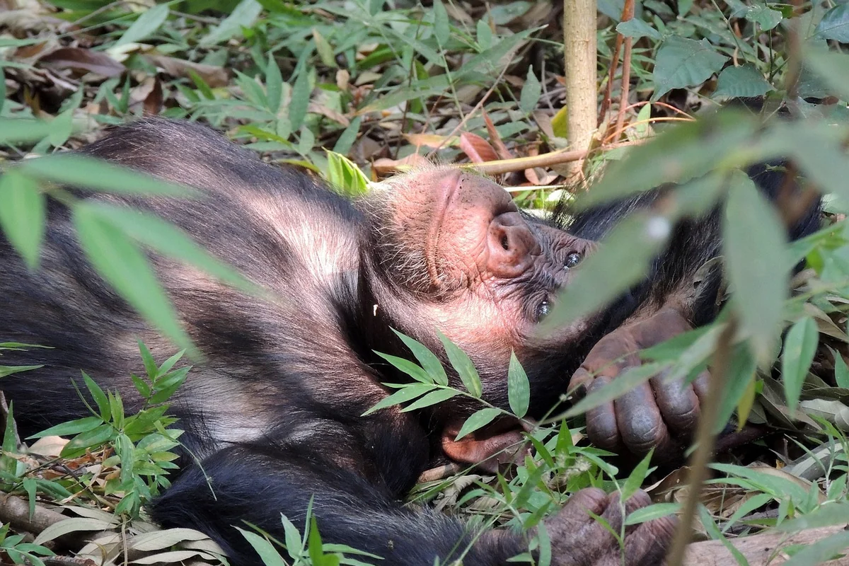 Chimpanzee resting among green forest foliage in Mahale National Park, Tanzania
