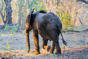 African elephant walking through woodland in Nyerere National Park, Tanzania