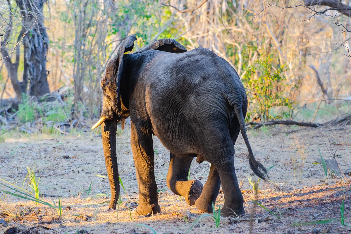 African elephant walking through woodland in Nyerere National Park, Tanzania