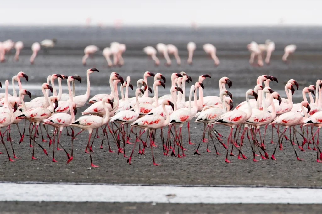 Pink flamingos gathered along the shore of Lake Natron in Tanzania