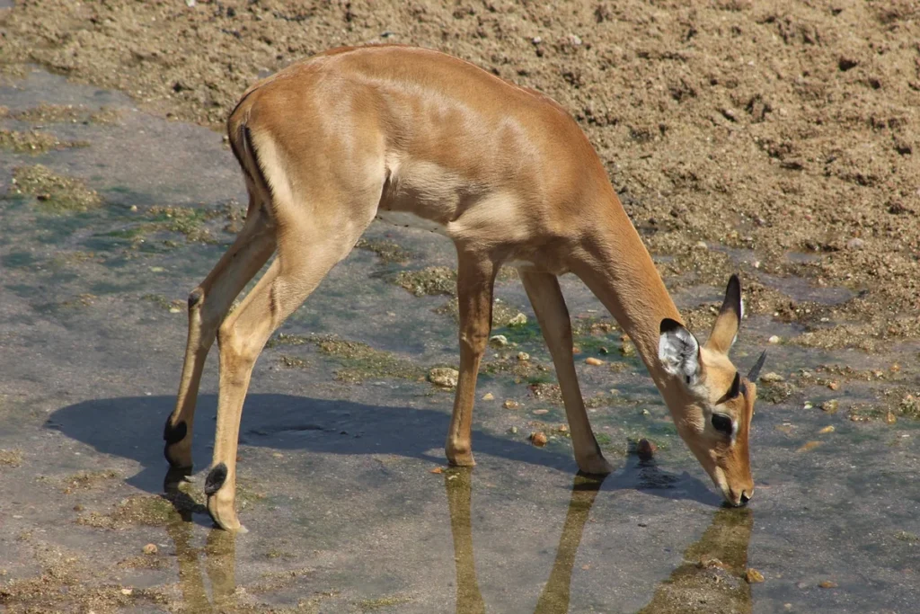 Impala drinking at a waterhole in Ruaha National Park, Tanzania