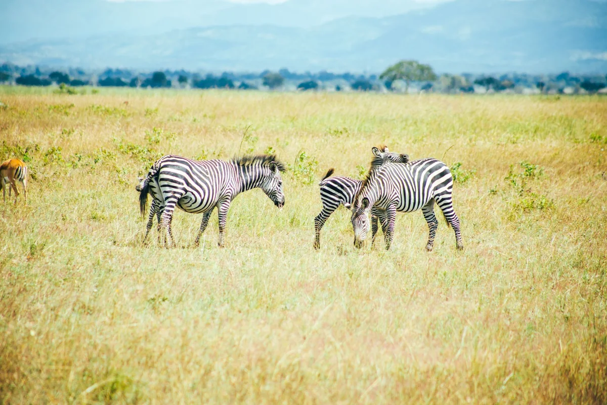 Zebras grazing in open grassland in Mikumi National Park, Tanzania