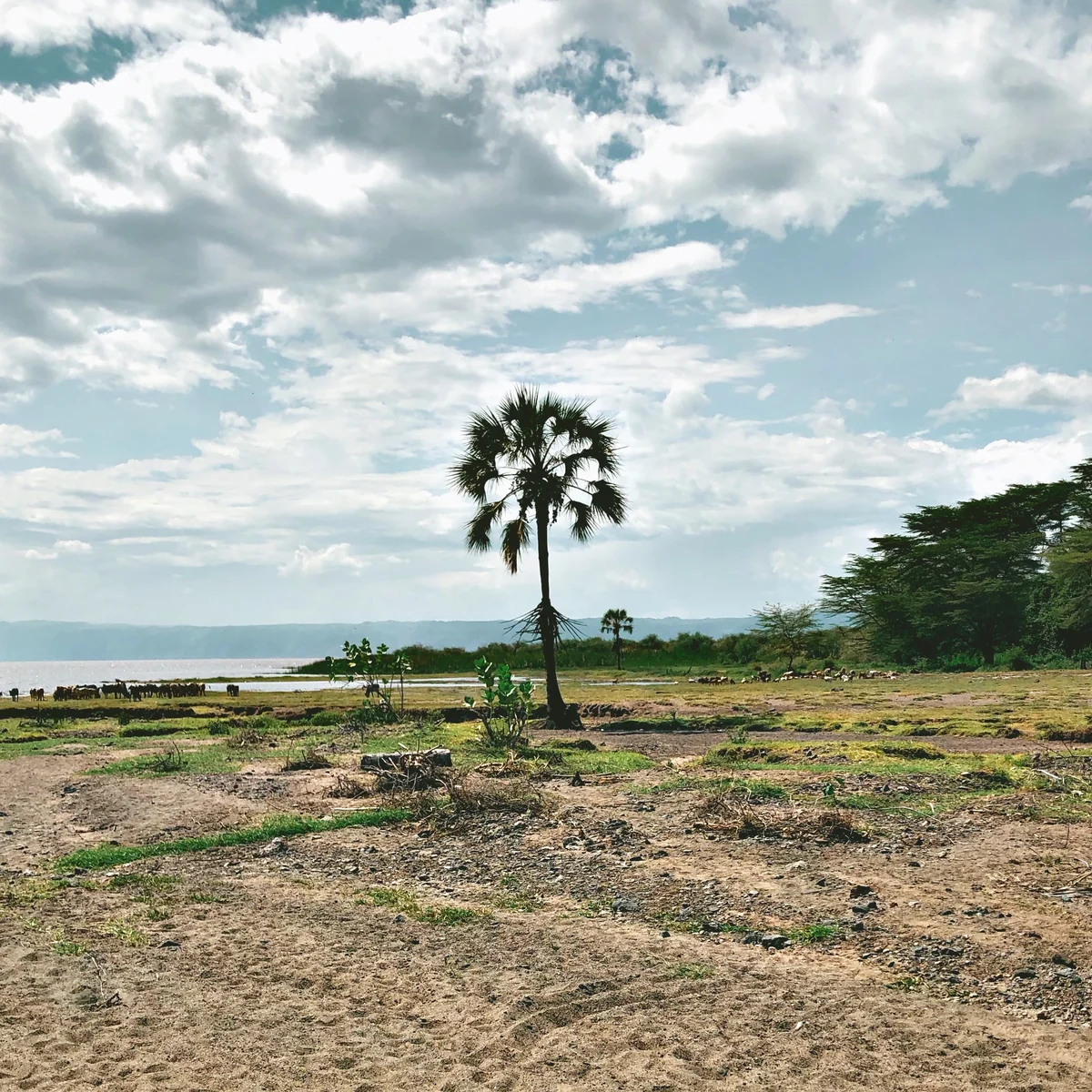 Palm tree and grazing livestock beside Lake Eyasi at Baray, Karatu, Tanzania