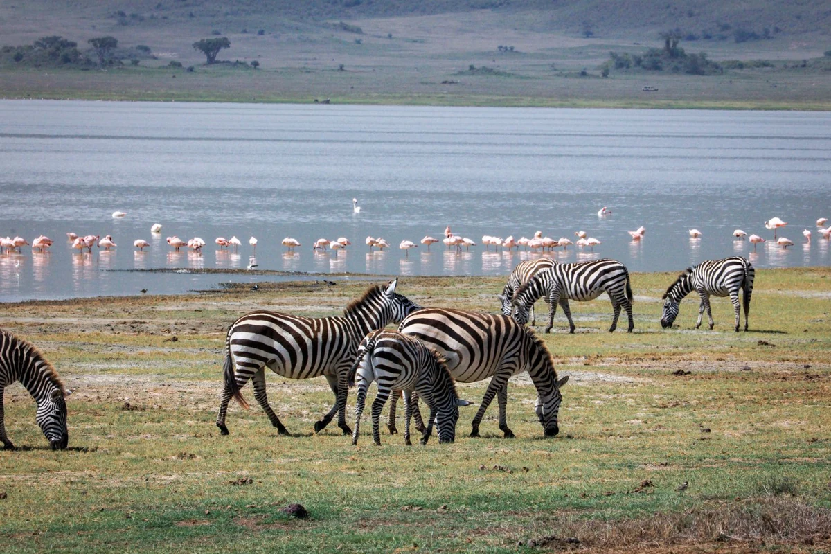 Zebras graze beside Lake Manyara as flamingos feed in the water.